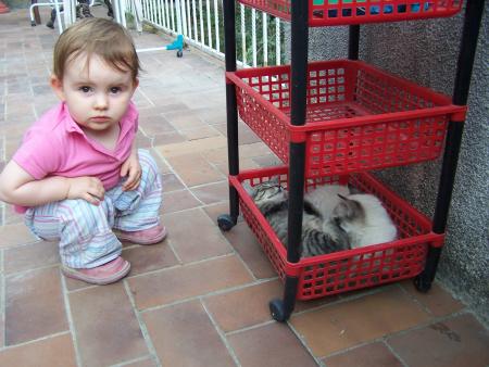 Les petits chats